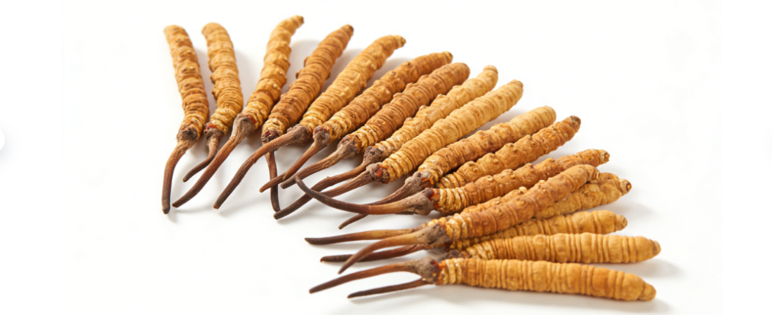 人工冬蟲夏草的功效與作用