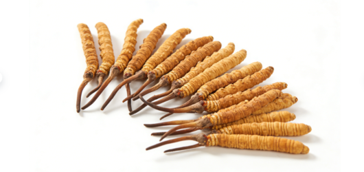 人工冬蟲夏草的功效與作用