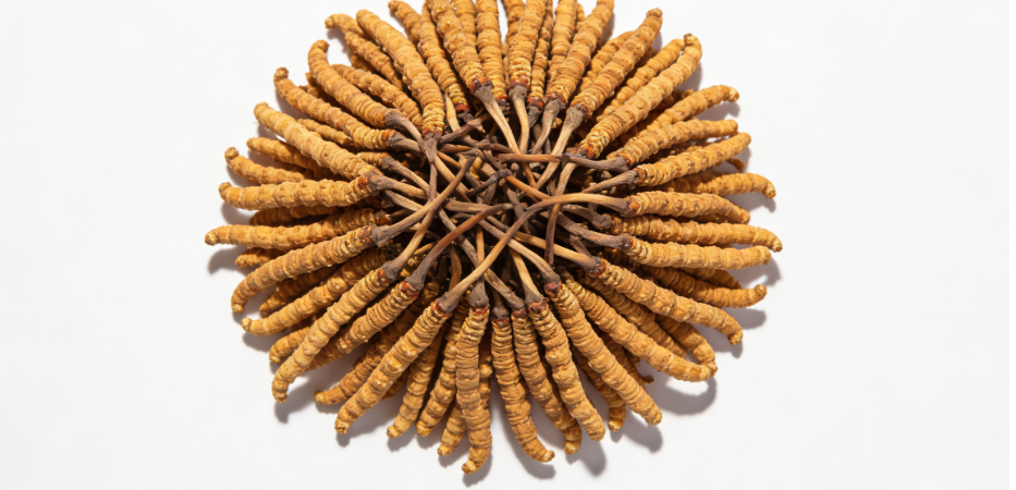 2025年人工冬虫夏草的价格